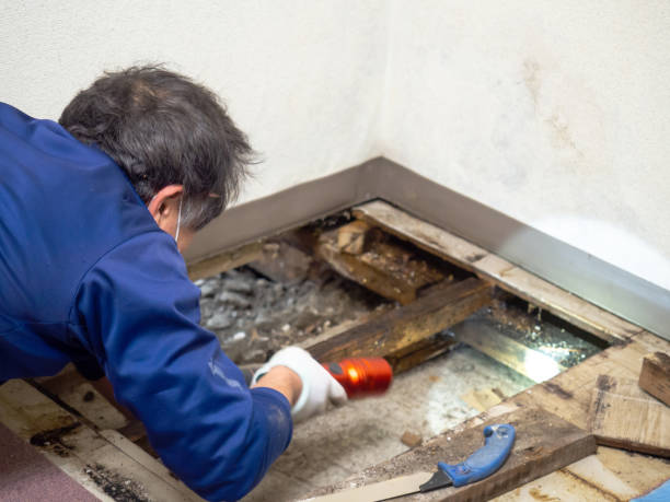 Best Home Mold Removal  in Pamplico, SC