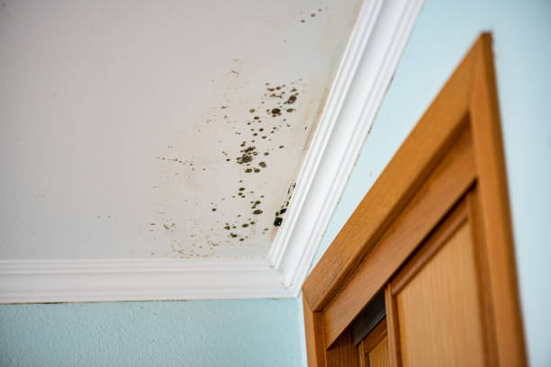 Best Attic Mold Removal  in Pamplico, SC