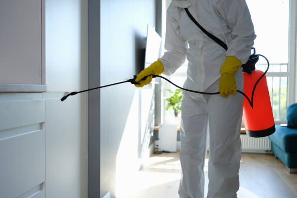 Best Fast Mold Removal  in Pamplico, SC