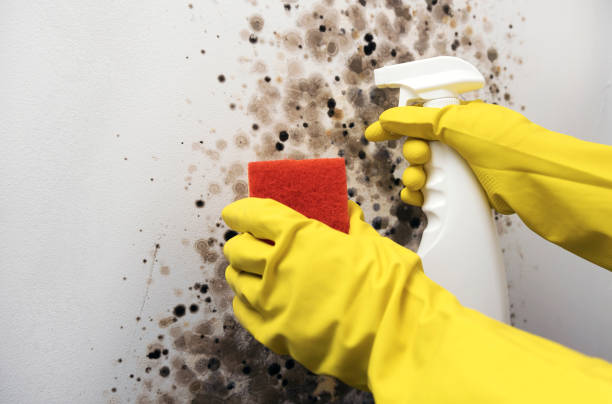 Best Fast Mold Removal  in Pamplico, SC